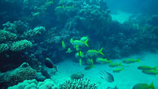 イエローフィン ゴアティフィッシュ Mulloides Vanicolensis 魚の群れはゆっくりとサンゴ礁の上を泳ぐ 紅海の魚 — ストック動画