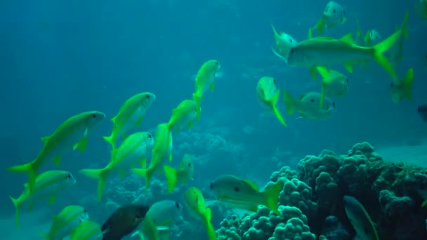 イエローフィン ゴアティフィッシュ Mulloides Vanicolensis 魚の群れはゆっくりとサンゴ礁の上を泳ぐ 紅海の魚 — ストック動画