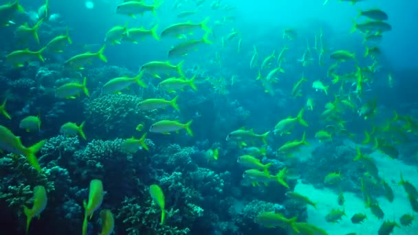 Gelbflossenziegenfisch Mulloides Vanicolensis Schwimmt Langsam Ein Schwarm Fische Über Ein — Stockvideo