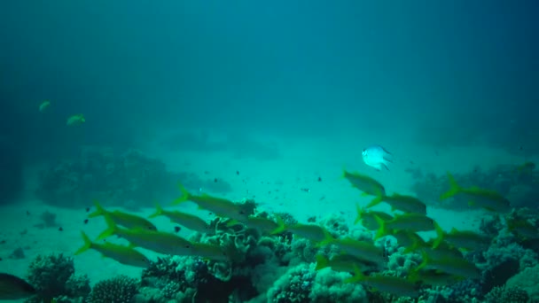 Yellowfin Goatfish Mulloides Vanicolensis Flock Fish Slowly Swims Coral Reef — Stock Video