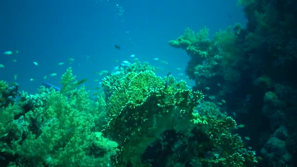 Viele Tropische Fische Jagen Und Schwimmen Über Ein Korallenriff Rotes — Stockvideo