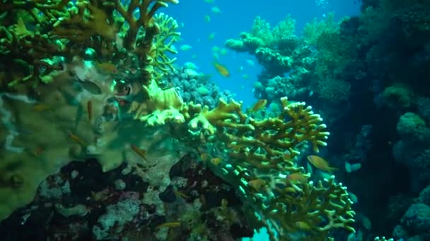 Muchos Peces Tropicales Cazan Nadan Sobre Arrecife Coral Mar Rojo — Vídeos de Stock