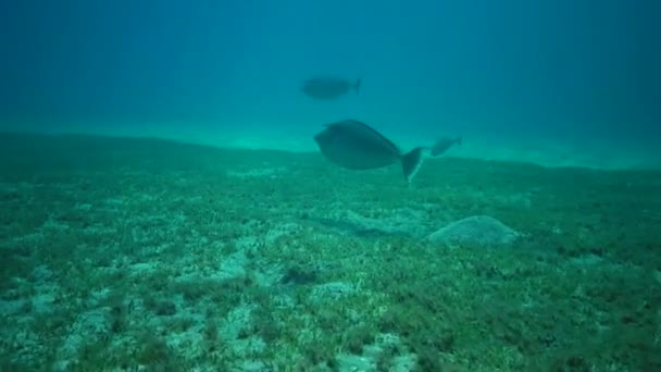 Peixe Mar Vermelho Espinha Azul Unicórnio Naso Hexacanthus Peixe Nada — Vídeo de Stock