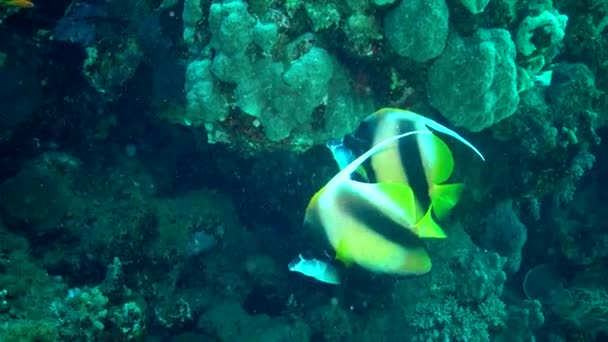 Peixe Mar Vermelho Bannerfish Mar Vermelho Heniochus Intermedius Peixes Nadam — Vídeo de Stock