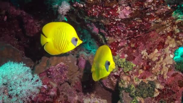 Butterflyfish Mascarado Chaetodon Semilarvatus Peixes Nadam Lentamente Sobre Recife Coral — Vídeo de Stock