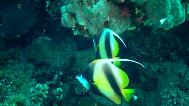 Peixe Mar Vermelho Bannerfish Mar Vermelho Heniochus Intermedius Peixes Nadam — Vídeo de Stock