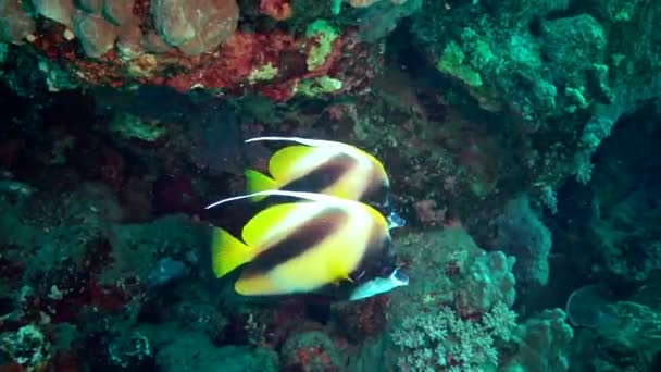 Vissen Van Rode Zee Rode Zee Bannervis Heniochus Intermedius Vissen — Stockvideo