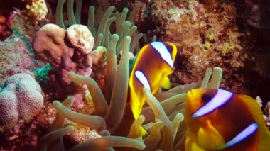 Kızıl Deniz Balığı. Kızıl Deniz Anemonbalığı (Amphiprion bicinctus). Yeşil deniz şakayıklarında yüzen evli bir çift, simbiyotik bir ilişki..