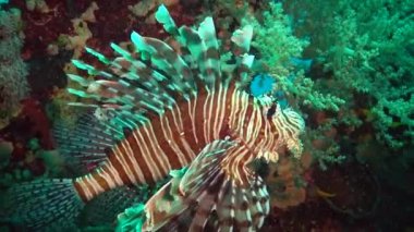 Sıradan aslan balığı (Pterois volitans), bir mercan resifinin üzerinde avlanır ve yüzer. Kızıl Deniz, Mısır