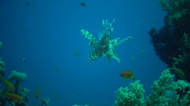 Sıradan aslan balığı (Pterois volitans), bir mercan resifinin üzerinde avlanır ve yüzer. Kızıl Deniz, Mısır