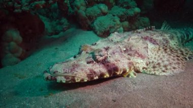 Kızıl Deniz Balığı. Altta yatan halı başlığı (Papilloculiceps longiceps), Mısır, Abu Dabb