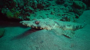 Kızıl Deniz Balığı. Altta yatan halı başlığı (Papilloculiceps longiceps), Mısır, Abu Dabb