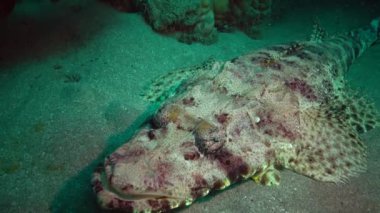 Kızıl Deniz Balığı. Altta yatan halı başlığı (Papilloculiceps longiceps), Mısır, Abu Dabb