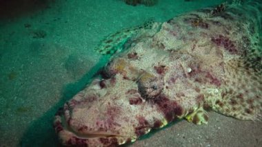 Kızıl Deniz Balığı. Altta yatan halı başlığı (Papilloculiceps longiceps), Mısır, Abu Dabb