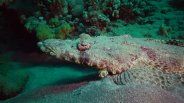 Kızıl Deniz Balığı. Altta yatan halı başlığı (Papilloculiceps longiceps), Mısır, Abu Dabb