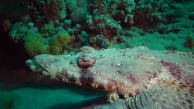 Kızıl Deniz Balığı. Altta yatan halı başlığı (Papilloculiceps longiceps), Mısır, Abu Dabb