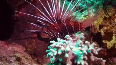 Sıradan aslan balığı (Pterois volitans), bir mercan resifinin üzerinde avlanır ve yüzer. Kızıl Deniz, Mısır