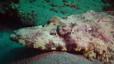 Kızıl Deniz Balığı. Altta yatan halı başlığı (Papilloculiceps longiceps), Mısır, Abu Dabb