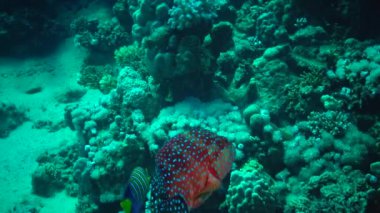 Kızıl Deniz Balığı. Kızıl Deniz mercan balığı (Plectropomus pessuliferus marisrubri) bir mercan resifinin üzerinde yüzer.. 