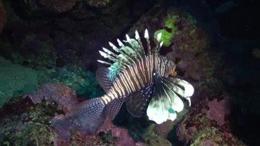 Sıradan aslan balığı (Pterois volitans), bir mercan resifinin üzerinde avlanır ve yüzer. Kızıl Deniz, Mısır