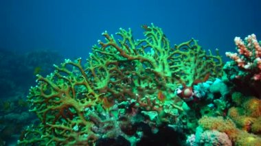 Kızıl Deniz 'in faunası. Kızıl Deniz 'deki bir mercan resifinin statik videosu. Balıklar ve mercanlarla dolu güzel bir su altı arka planı.