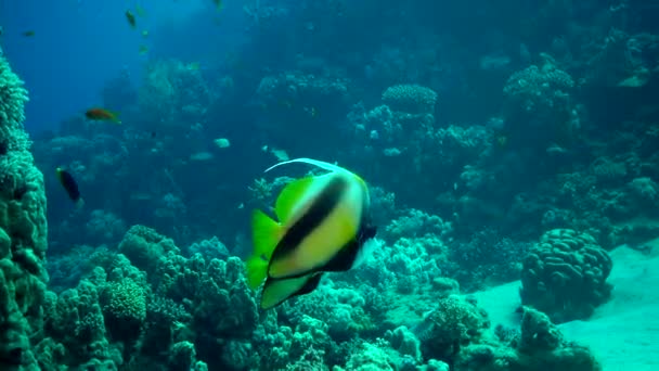 Peixe Mar Vermelho Bannerfish Mar Vermelho Heniochus Intermedius Peixes Nadam — Vídeo de Stock