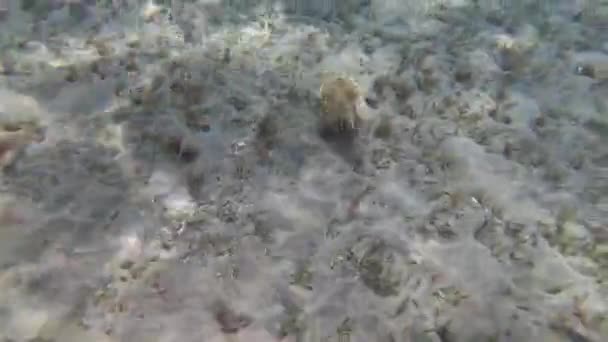 Morue à capuchon (Sepia prashadi), la seiche s'éloigne du plongeur par-dessus le fond sablonneux à une faible profondeur. Mer Rouge, Égypte 