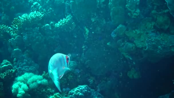 红海的鱼 常见的大眼鲱鱼 Priacanthus Hamrur 缓慢地在珊瑚礁上方游动 — 图库视频影像