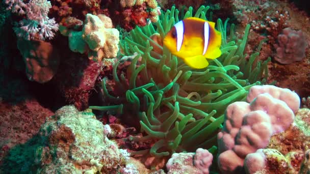 Pesce Del Mar Rosso Pesce Del Mar Rosso Amphiprion Bicinctus — Video Stock