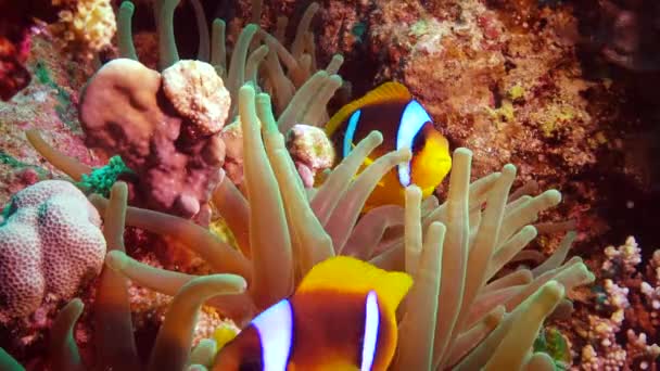 Vissen Van Rode Zee Roodbaarzen Amphiprion Bicinctus Een Getrouwd Stel — Stockvideo