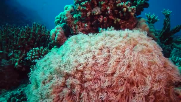 Die Tentakel Der Korallen Wogen Einem Wasserstrom Statisches Video Korallenriff — Stockvideo