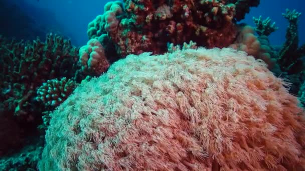 Los Tentáculos Ola Coral Arroyo Agua Vídeo Estático Arrecife Coral — Vídeos de Stock