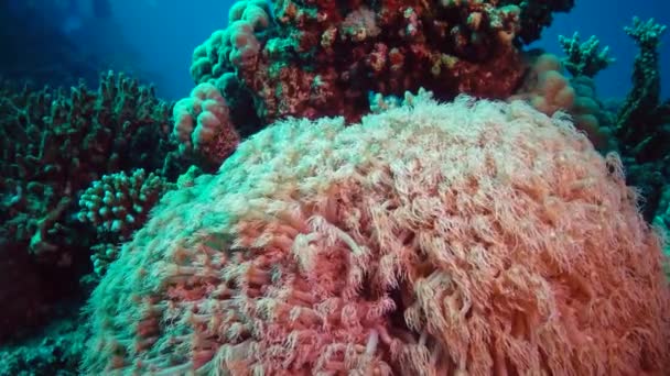 Tentáculos Onda Coral Uma Corrente Água Vídeo Estático Recife Coral — Vídeo de Stock