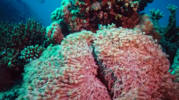 Tentáculos Onda Coral Uma Corrente Água Vídeo Estático Recife Coral — Vídeo de Stock