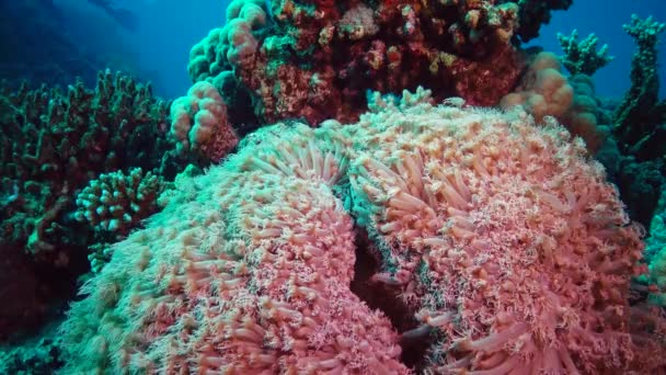 Tentáculos Onda Coral Uma Corrente Água Vídeo Estático Recife Coral — Vídeo de Stock