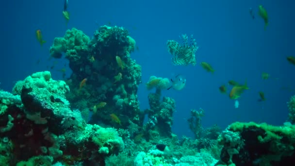 Lionfish Comum Pterois Volitans Caça Peixes Nadar Sobre Recife Coral — Vídeo de Stock