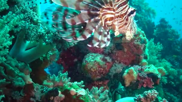 Pez León Común Pterois Volitans Caza Peces Nada Sobre Arrecife — Vídeo de stock