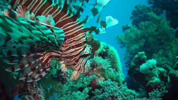 Pez León Común Pterois Volitans Caza Peces Nada Sobre Arrecife — Vídeos de Stock