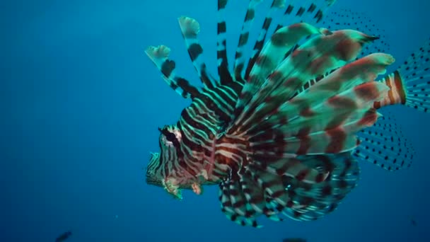 Közönséges Oroszlánhal Pterois Volitans Hal Vadászat Úszni Egy Korallzátony Vörös — Stock videók