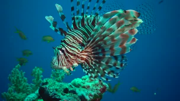 常见的狮子鱼 Pterois Volitans 捕猎和游过珊瑚礁 — 图库视频影像