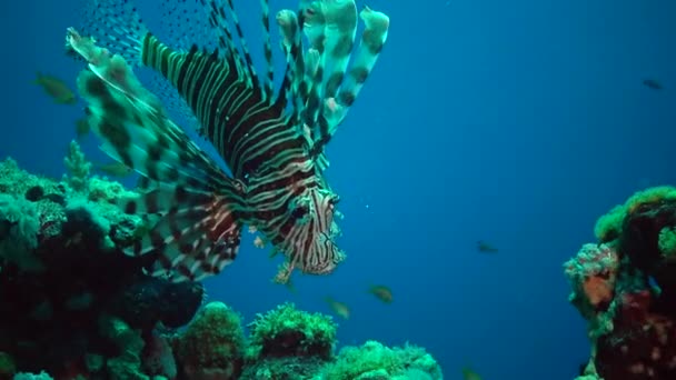 Ryba Zwyczajna Pterois Volitans Polowanie Ryby Pływanie Nad Rafą Koralową — Wideo stockowe