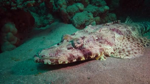 Ryby Rudého Moře Ležící Dně Koberce Hlavice Papilloculiceps Longiceps Egypt — Stock video