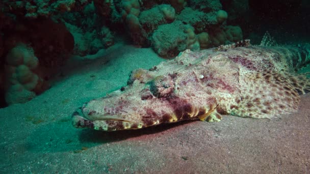 Ψάρια Της Ερυθράς Θάλασσας Ξαπλωμένος Στον Πυθμένα Της Κεφαλής Χαλιών — Αρχείο Βίντεο