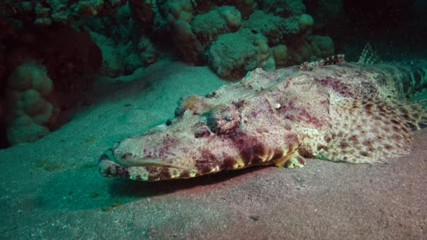 Pesce Del Mar Rosso Sdraiato Sul Fondo Tappeto Testa Piatta — Video Stock