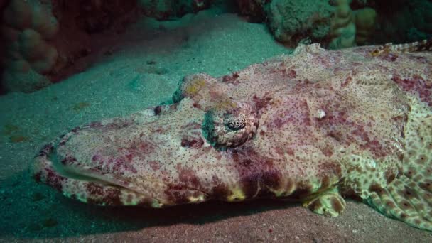Fish Red Sea Lying Bottom Carpet Flathead Papilloculiceps Longiceps Egypt — Stock Video