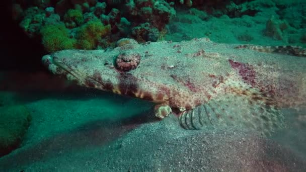 Fish Red Sea Acostado Parte Inferior Alfombra Flathead Papilloculiceps Longiceps — Vídeo de stock