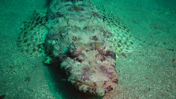 红海的鱼 躺在地毯头皮的底部 长头状螺旋体 Abu Dabb — 图库视频影像