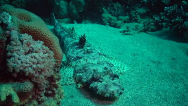 Vissen Van Rode Zee Liggend Bodem Tapijt Flathead Papilloculiceps Longiceps — Stockvideo