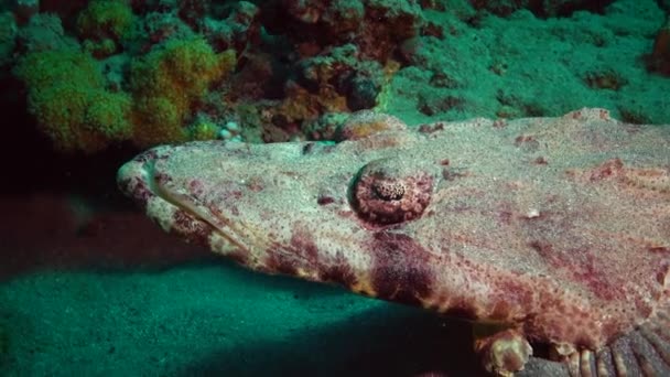 물고기 Bottom Carpet Flathead Papilloculiceps Longiceps Egypt Abu Dabb — 비디오