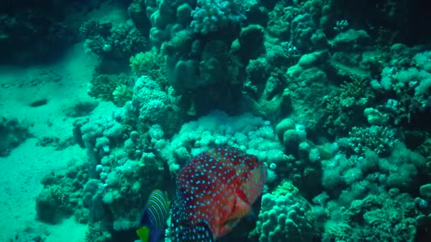 Röda Havets Fisk Havskorall Plectropomus Pessuliferus Marisrubri Simmar Över Ett — Stockvideo